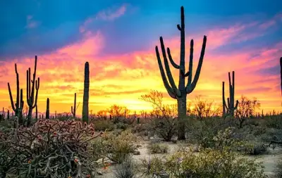 Saguaro National Park